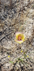 Calochortus weedii intermedius