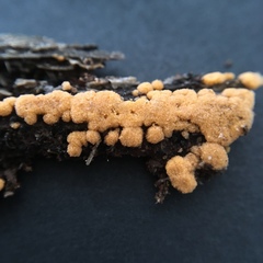 Sphaerosporium lignatile