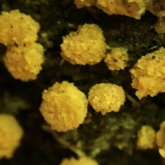 Sphaerosporium lignatile
