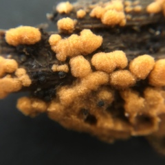 Sphaerosporium lignatile