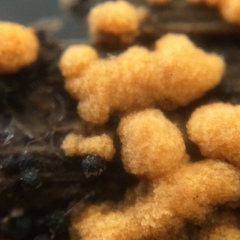 Sphaerosporium lignatile