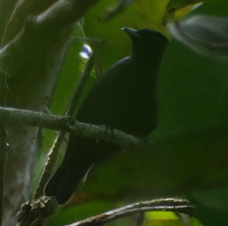 Black Manakin (Xenopipo atronitens), photo 2
