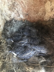 Myiarchus cinerascens