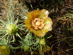Cylindropuntia davisii