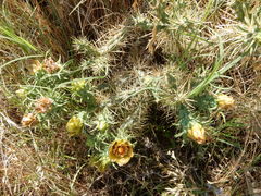Cylindropuntia davisii