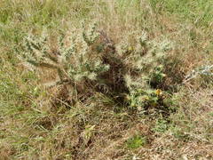 Cylindropuntia davisii