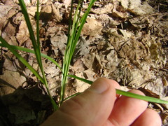 Carex deweyana