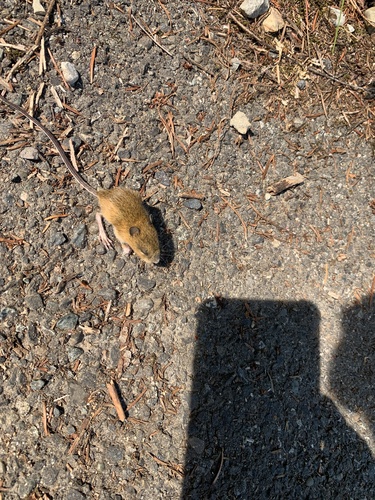 Pacific Jumping Mouse