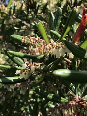 Comarostaphylis diversifolia diversifolia
