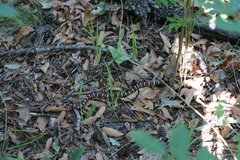 Lampropeltis pyromelana
