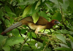 Ortalis erythroptera