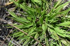 (c) Kristály Cravens-Liszak, some rights reserved (CC BY) Dichanthelium strigosum, photograph (c) Kristály Cravens-Liszak, some rights reserved (CC BY)