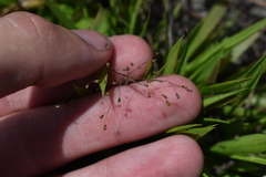 Dichanthelium strigosum, photograph (c) Kristály Cravens-Liszak, some rights reserved (CC BY)