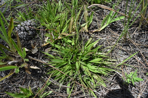 Dichanthelium strigosum, photograph 4