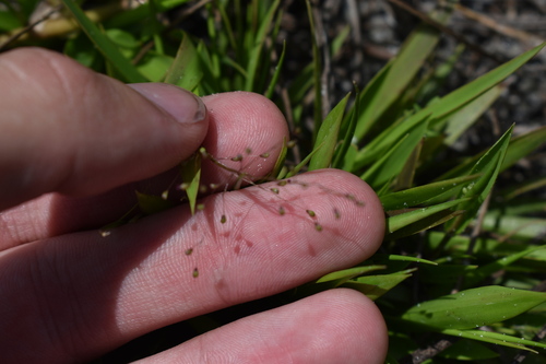 Dichanthelium strigosum, photograph 5