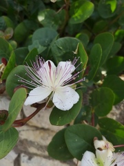 Capparis