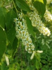 Prunus serotina