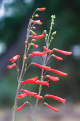 Penstemon centranthifolius