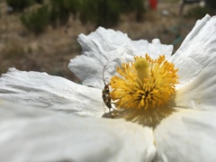Lepturini