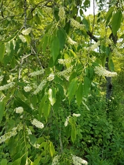 Prunus serotina