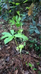 Arisaema macrospathum