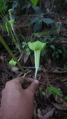 Arisaema macrospathum