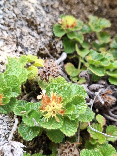 Image of Teucrium pyrenaicum by (c) Heidi Meudt, some rights reserved (CC BY)