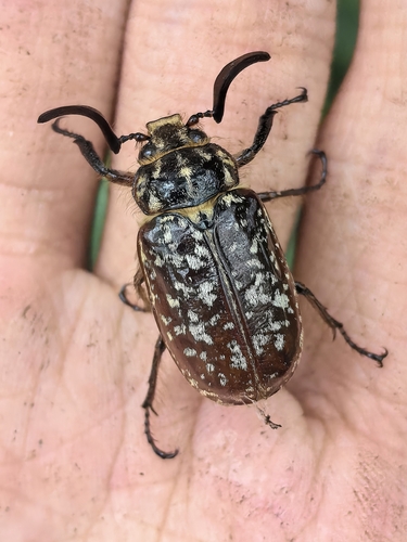 Polyphylla gracilicornis