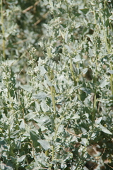 Atriplex torreyi