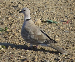Streptopelia decaocto