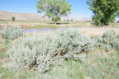 Atriplex torreyi