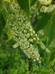 Prunus serotina