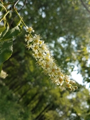 Prunus serotina