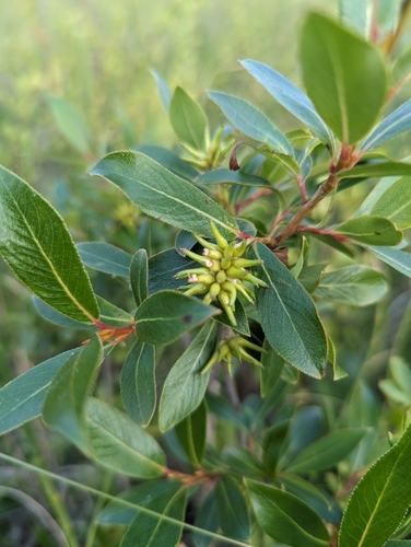 Image of Salix serissima by (c) Caleb Catto, some rights reserved (CC BY)