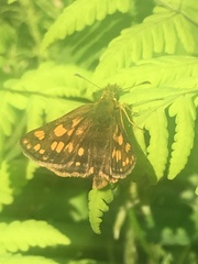 Carterocephalus skada