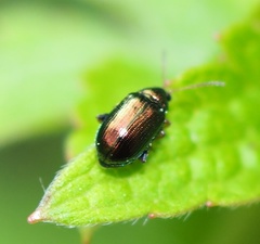 Crepidodera fulvicornis