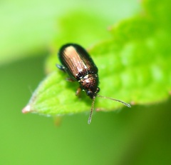 Crepidodera fulvicornis