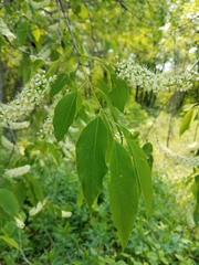 Prunus serotina