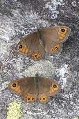 Lasiommata petropolitana