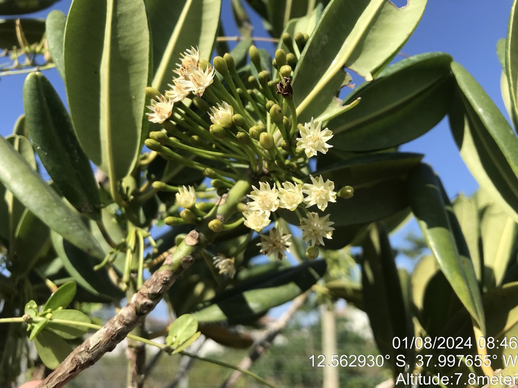 Manilkara decrescens