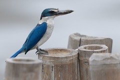 Collared Kingfisher photo 4