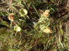 Cylindropuntia davisii