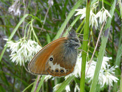 Coenonympha gardetta darwiniana