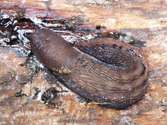 Limax dacampi