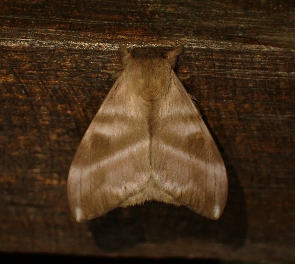 Hylesia metabus