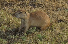 Cynomys ludovicianus