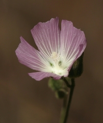 Sidalcea hartwegii