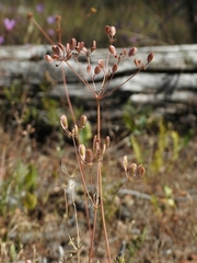 Lomatium congdonii