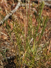 Lomatium congdonii