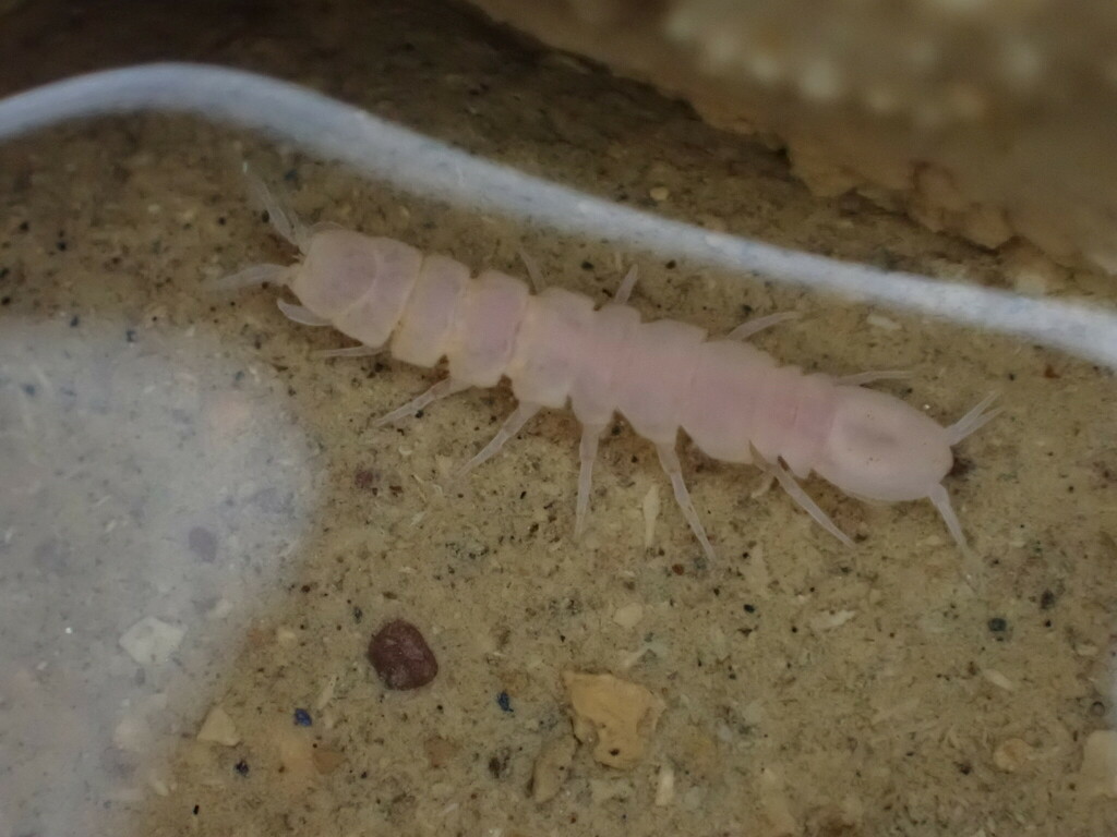 Stenasellus virei